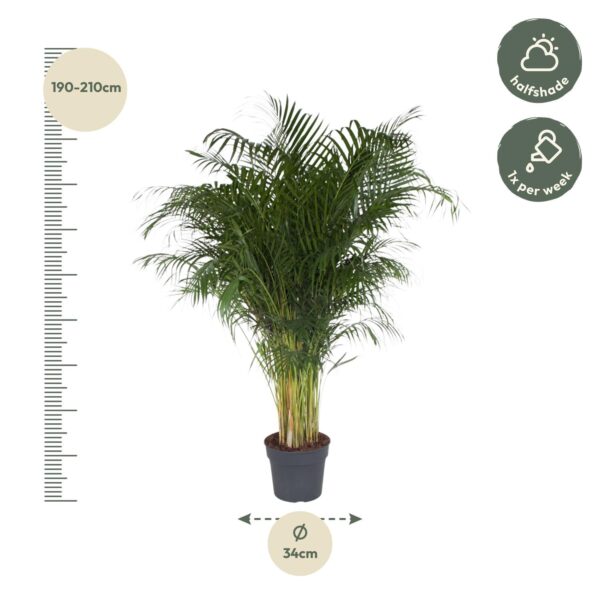 Dypsis Lutescens en pot Ø34cm. Plante verte type Dypsis Lutescens, livrée en pot, idéale pour intérieur lumineux. – Image 2