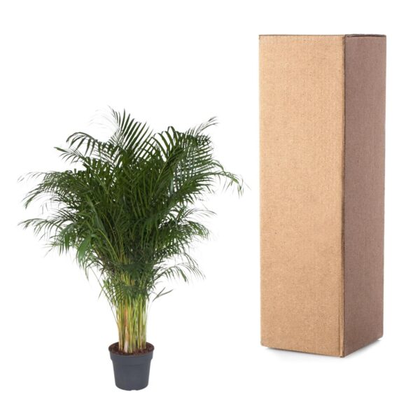 Dypsis Lutescens en pot Ø34cm. Plante verte type Dypsis Lutescens, livrée en pot, idéale pour intérieur lumineux. – Image 3