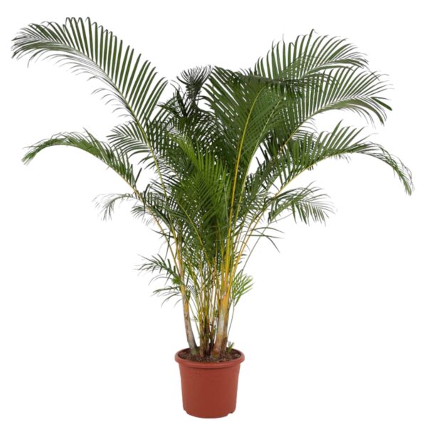 Dypsis Lutescens en pot Ø48cm. Plante verte type Dypsis Lutescens, livrée en pot, idéale pour intérieur lumineux.