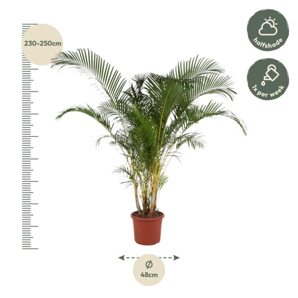 Dypsis Lutescens en pot Ø48cm. Plante verte type Dypsis Lutescens, livrée en pot, idéale pour intérieur lumineux. – Image 2