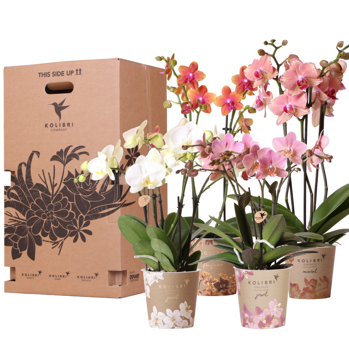 Kolibri Orchids en pot. Plante verte type Kolibri Orchids, livrée en pot, idéale pour intérieur lumineux.