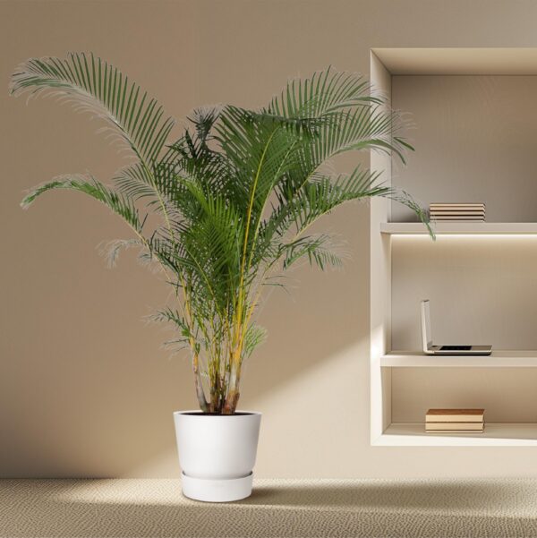Dypsis Lutescens en pot Ø48cm. Plante verte type Dypsis Lutescens, livrée en pot, idéale pour intérieur lumineux. – Image 4