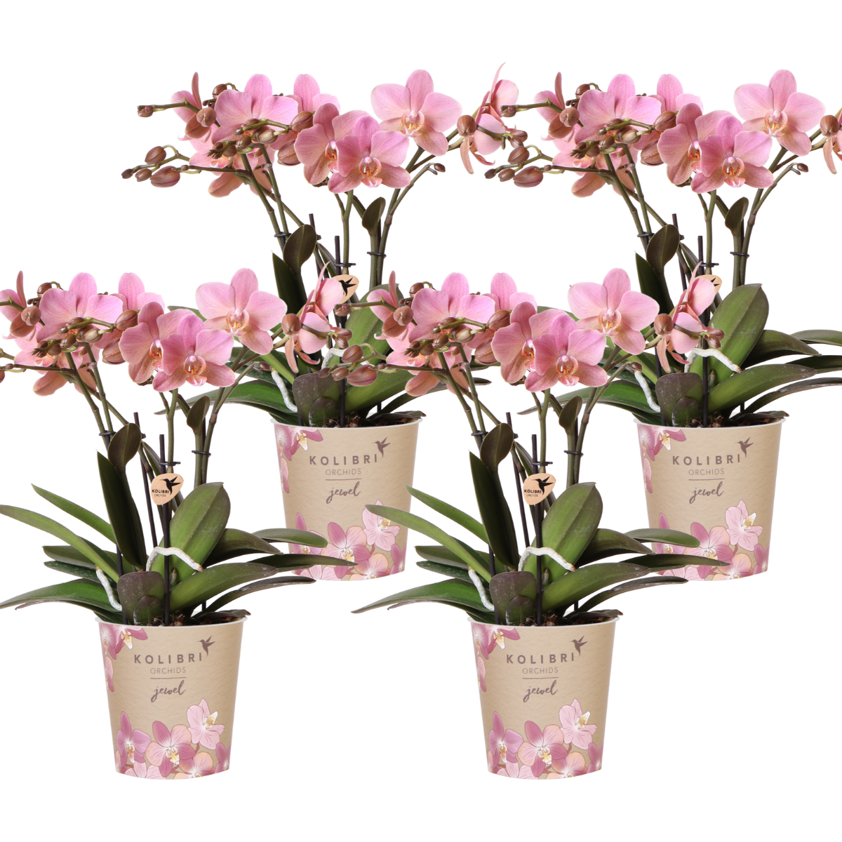 Kolibri Orchids | COMBI DEAL van 4 Phalaenopsis orchideeën en pot Ø12cm. Plante verte type Kolibri Orchids | COMBI DEAL van 4 Phalaenopsis orchideeën, livrée en pot, idéale pour intérieur lumineux.