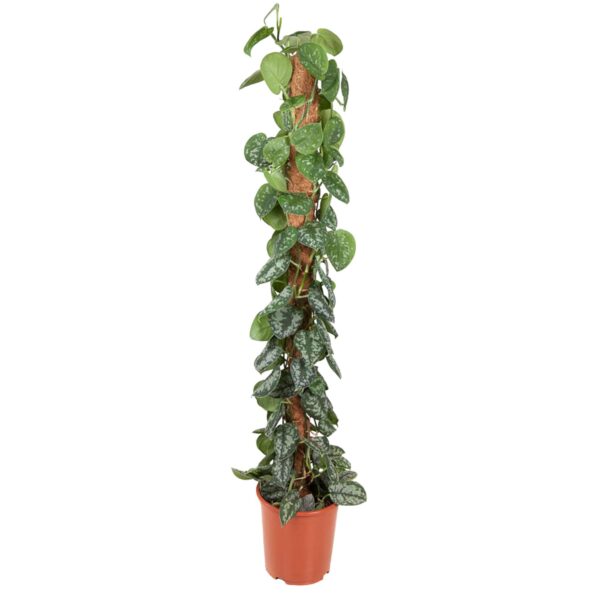 Epipremnum Pictus Trebie Mosstok en pot Ø27cm. Plante verte type Epipremnum Pictus Trebie Mosstok, livrée en pot, idéale pour intérieur lumineux.