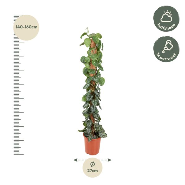 Epipremnum Pictus Trebie Mosstok en pot Ø27cm. Plante verte type Epipremnum Pictus Trebie Mosstok, livrée en pot, idéale pour intérieur lumineux. – Image 2