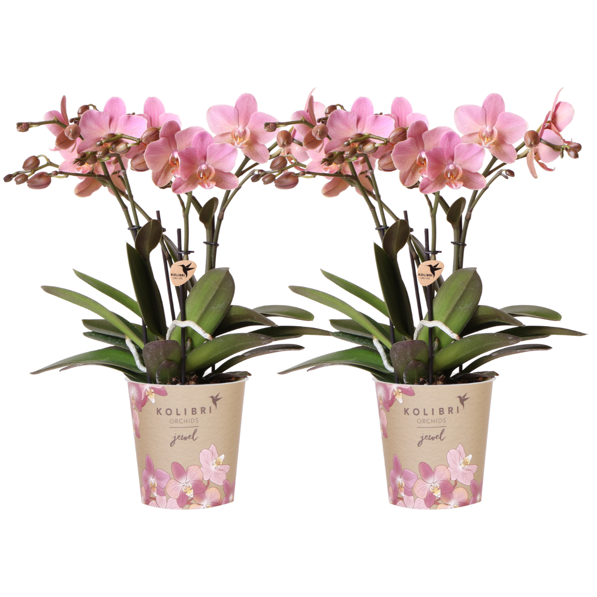 Kolibri Orchids I COMBI DEAL van 2 oud roze Phalaenopsis orchideeën en pot Ø12cm. Plante verte type Kolibri Orchids I COMBI DEAL van 2 oud roze Phalaenopsis orchideeën, livrée en pot, idéale pour intérieur lumineux.