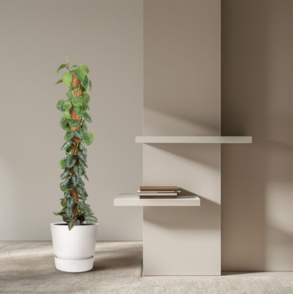 Epipremnum Pictus Trebie Mosstok en pot Ø27cm. Plante verte type Epipremnum Pictus Trebie Mosstok, livrée en pot, idéale pour intérieur lumineux. – Image 4