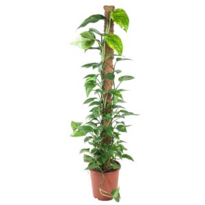 Epipremnum Pinnatum Mosstok en pot Ø27cm. Plante verte type Epipremnum Pinnatum Mosstok, livrée en pot, idéale pour intérieur lumineux.