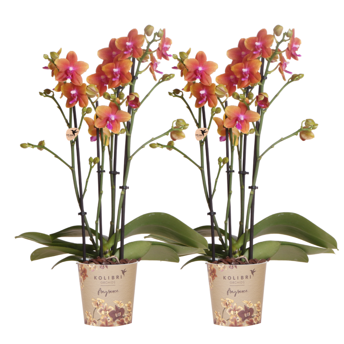Kolibri Orchids I COMBI DEAL van 2 geurende oranje Phalaenopsis orchideeën en pot Ø12cm. Plante verte type Kolibri Orchids I COMBI DEAL van 2 geurende oranje Phalaenopsis orchideeën, livrée en pot, idéale pour intérieur lumineux.