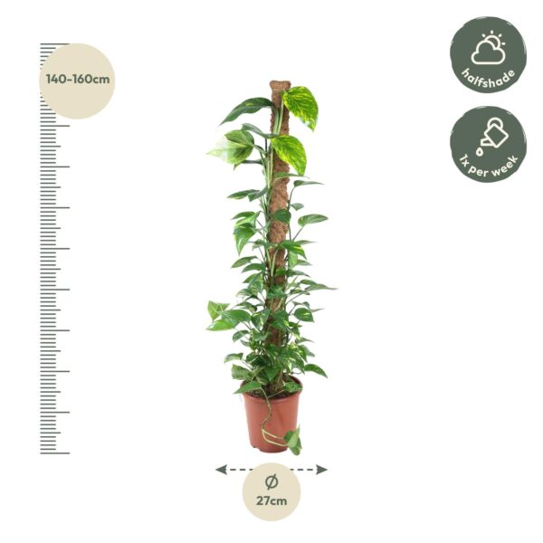 Epipremnum Pinnatum Mosstok en pot Ø27cm. Plante verte type Epipremnum Pinnatum Mosstok, livrée en pot, idéale pour intérieur lumineux. – Image 2