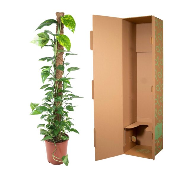 Epipremnum Pinnatum Mosstok en pot Ø27cm. Plante verte type Epipremnum Pinnatum Mosstok, livrée en pot, idéale pour intérieur lumineux. – Image 3