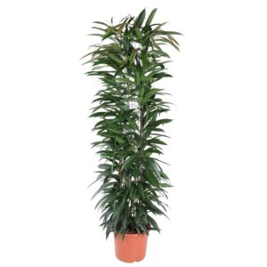 Ficus Alii King zuil en pot Ø29cm. Plante verte type Ficus Alii King zuil, livrée en pot, idéale pour intérieur lumineux.