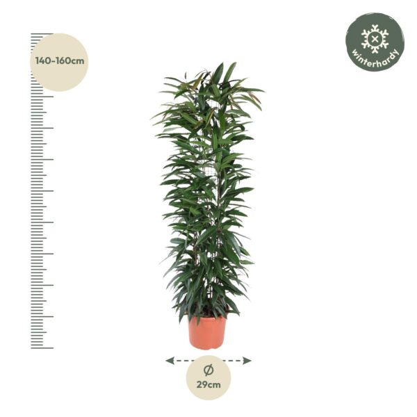 Ficus Alii King zuil en pot Ø29cm. Plante verte type Ficus Alii King zuil, livrée en pot, idéale pour intérieur lumineux. – Image 2
