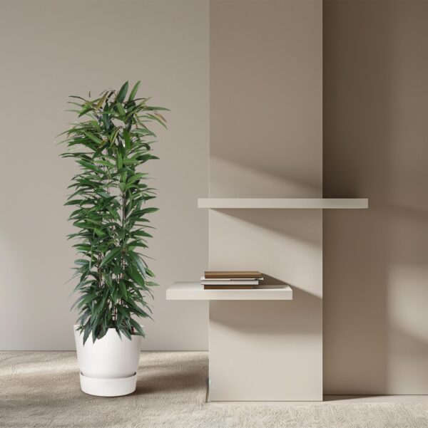 Ficus Alii King zuil en pot Ø29cm. Plante verte type Ficus Alii King zuil, livrée en pot, idéale pour intérieur lumineux. – Image 4