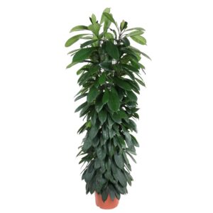 Ficus Cyatistipula zuil en pot Ø29cm. Plante verte type Ficus Cyatistipula zuil, livrée en pot, idéale pour intérieur lumineux.