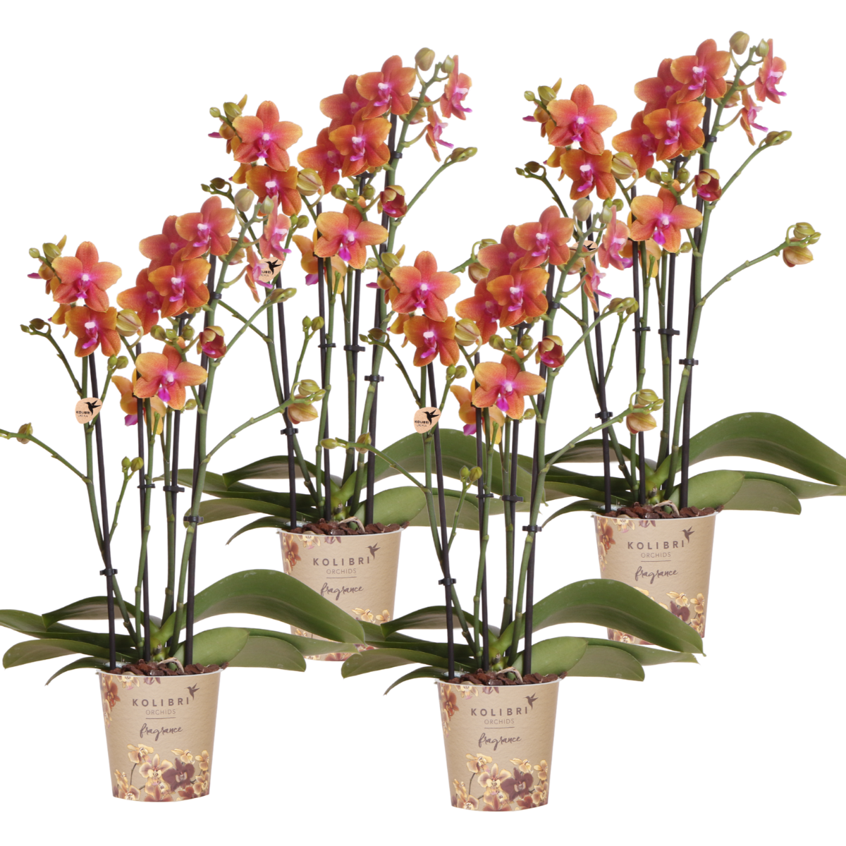 Kolibri Orchids I COMBI DEAL van 4 geurende oranje Phalaenopsis orchideeën en pot Ø12cm. Plante verte type Kolibri Orchids I COMBI DEAL van 4 geurende oranje Phalaenopsis orchideeën, livrée en pot, idéale pour intérieur lumineux.