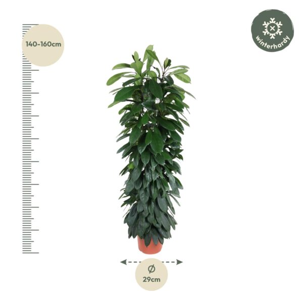 Ficus Cyatistipula zuil en pot Ø29cm. Plante verte type Ficus Cyatistipula zuil, livrée en pot, idéale pour intérieur lumineux. – Image 2
