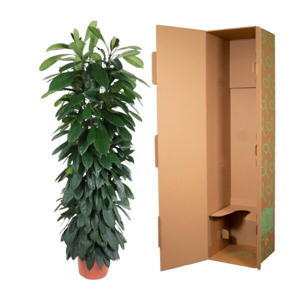 Ficus Cyatistipula zuil en pot Ø29cm. Plante verte type Ficus Cyatistipula zuil, livrée en pot, idéale pour intérieur lumineux. – Image 3