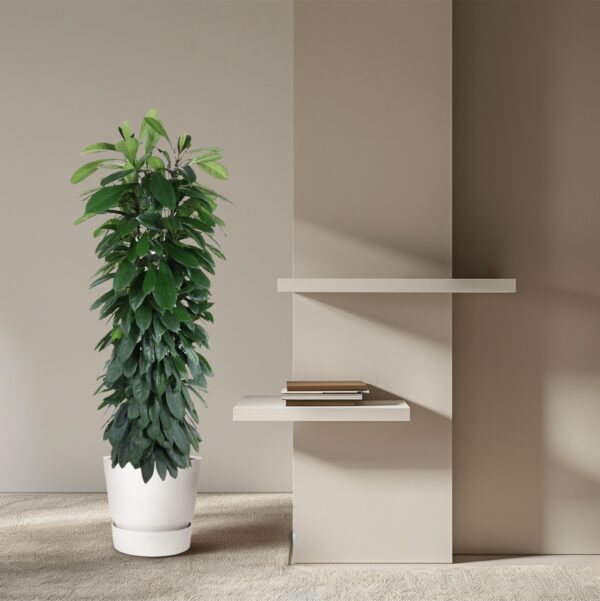 Ficus Cyatistipula zuil en pot Ø29cm. Plante verte type Ficus Cyatistipula zuil, livrée en pot, idéale pour intérieur lumineux. – Image 4