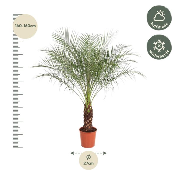 Phoenix Roebelenii en pot Ø27cm. Plante verte type Phoenix Roebelenii, livrée en pot, idéale pour intérieur lumineux. – Image 2