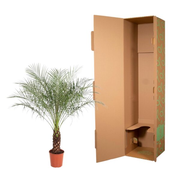 Phoenix Roebelenii en pot Ø27cm. Plante verte type Phoenix Roebelenii, livrée en pot, idéale pour intérieur lumineux. – Image 3