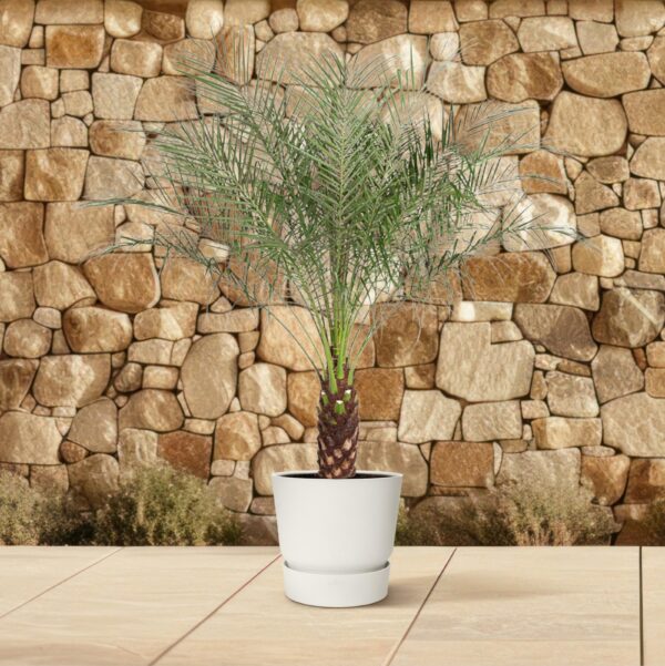 Phoenix Roebelenii en pot Ø27cm. Plante verte type Phoenix Roebelenii, livrée en pot, idéale pour intérieur lumineux. – Image 4