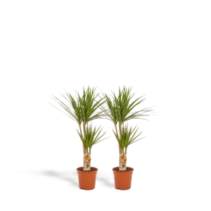 2x Dracaena en pot Ø17cm. Plante verte type 2x Dracaena, livrée en pot, idéale pour intérieur lumineux.
