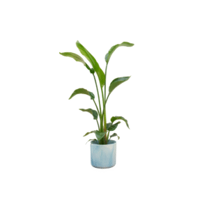 Combi deal en pot Ø22cm. Plante verte type Combi deal, livrée en pot, idéale pour intérieur lumineux.