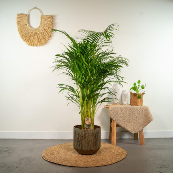 Areca palm en pot Ø21cm  Hauteur 130cm. Plante verte type Areca palm, livrée en pot, idéale pour intérieur lumineux. – Image 2