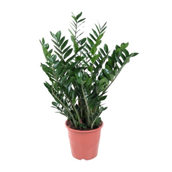 Zamioculcas Zamiifolia en pot Ø27cm. Plante verte type Zamioculcas Zamiifolia, livrée en pot, idéale pour intérieur lumineux.