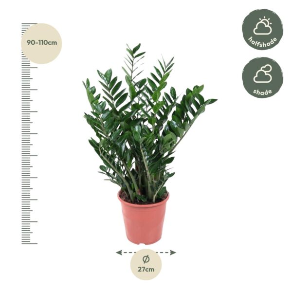 Zamioculcas Zamiifolia en pot Ø27cm. Plante verte type Zamioculcas Zamiifolia, livrée en pot, idéale pour intérieur lumineux. – Image 2