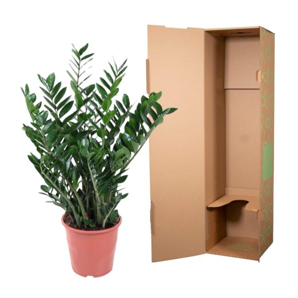 Zamioculcas Zamiifolia en pot Ø27cm. Plante verte type Zamioculcas Zamiifolia, livrée en pot, idéale pour intérieur lumineux. – Image 3