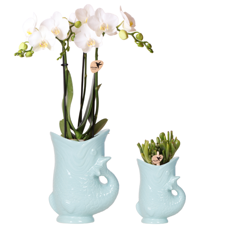 Kolibri Orchids | Planten set Fish Turquoise | Set met witte Phalaenopsis orchidee Amabilis Ø9cm en groene plant Succulent Crassula Hobbit Ø6cm | incl. turquoise keramieken sierpotten en pot Ø9cm. Plante verte type Kolibri Orchids | Planten set Fish Turquoise | Set met witte Phalaenopsis orchidee Amabilis Ø9cm en groene plant Succulent Crassula Hobbit Ø6cm | incl. turquoise keramieken sierpotten, livrée en pot, idéale pour intérieur lumineux.