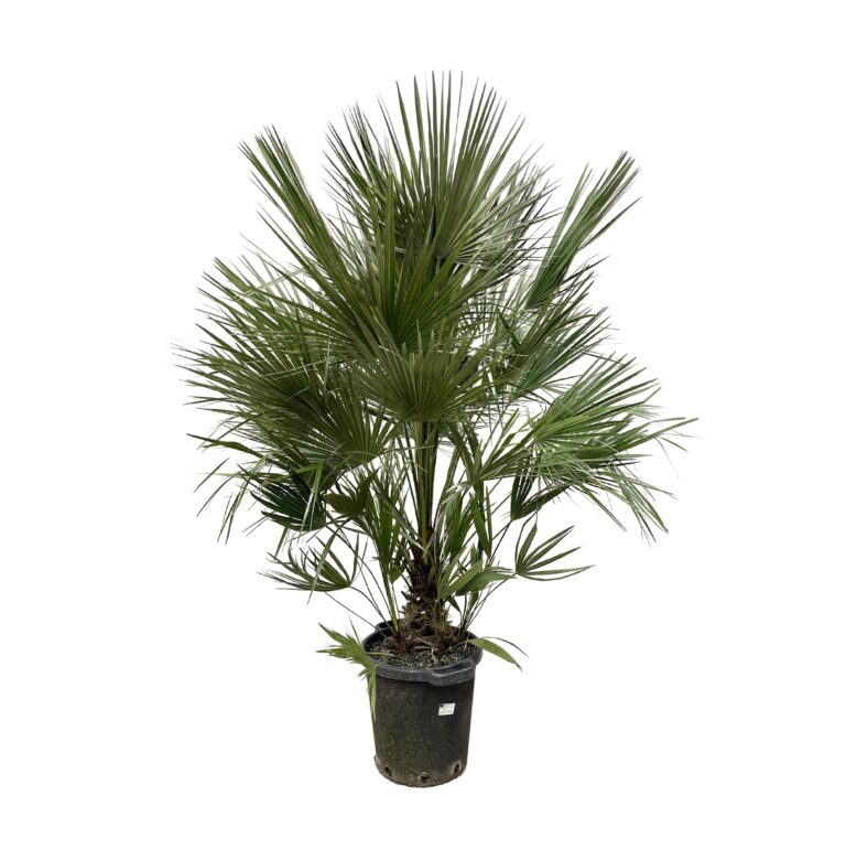 Chamaerops Humilis struik en pot Ø40cm. Plante verte type Chamaerops Humilis struik, livrée en pot, idéale pour intérieur lumineux.