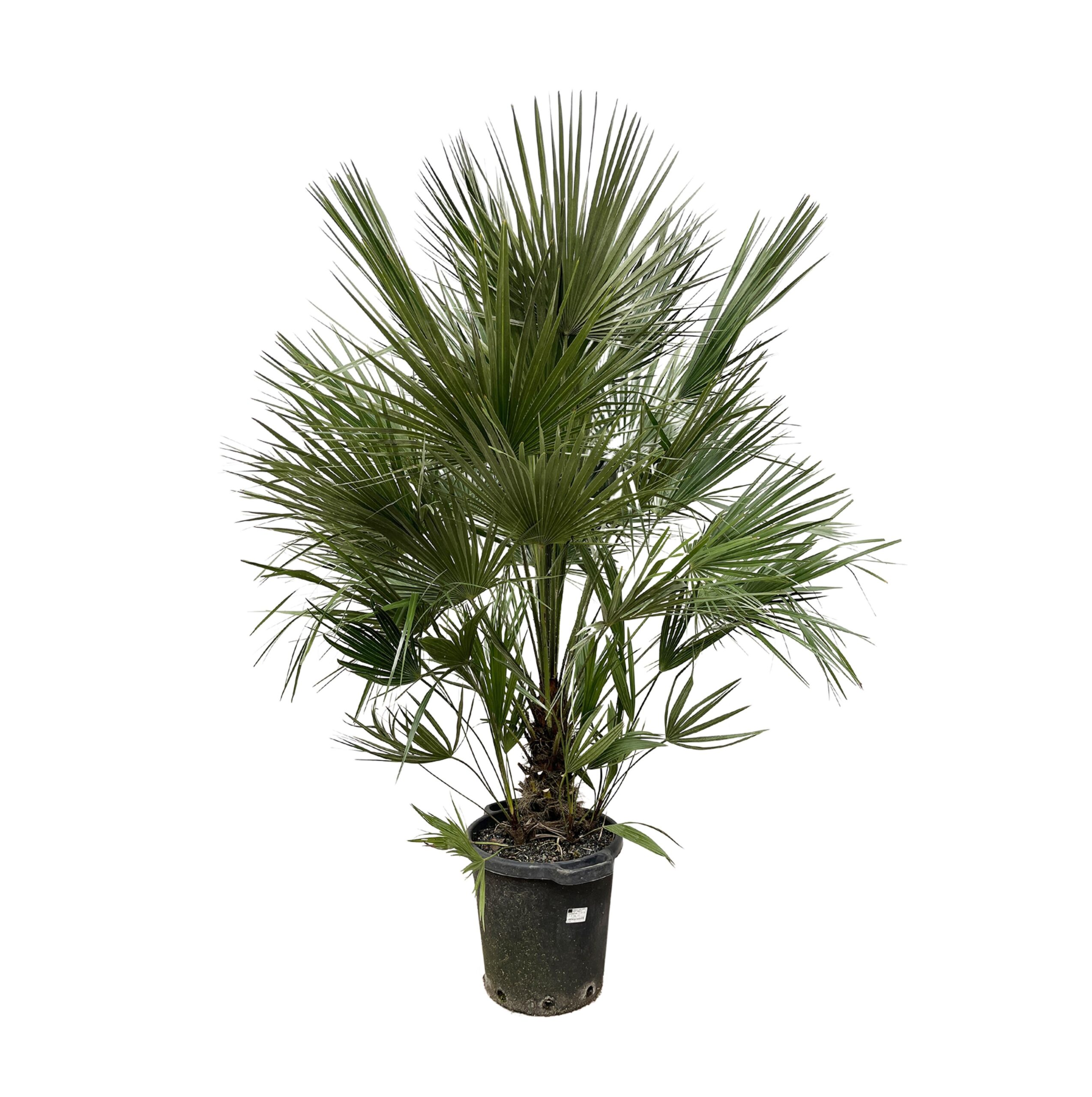 Chamaerops Humilis struik en pot Ø40cm. Plante verte type Chamaerops Humilis struik, livrée en pot, idéale pour intérieur lumineux.