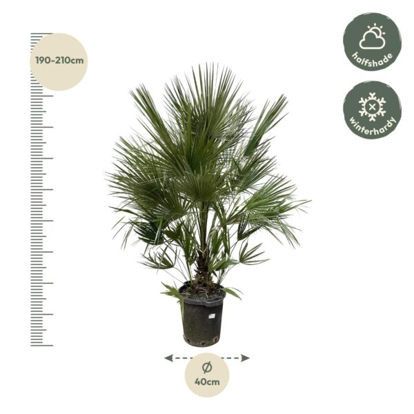 Chamaerops Humilis struik en pot Ø40cm. Plante verte type Chamaerops Humilis struik, livrée en pot, idéale pour intérieur lumineux. – Image 2