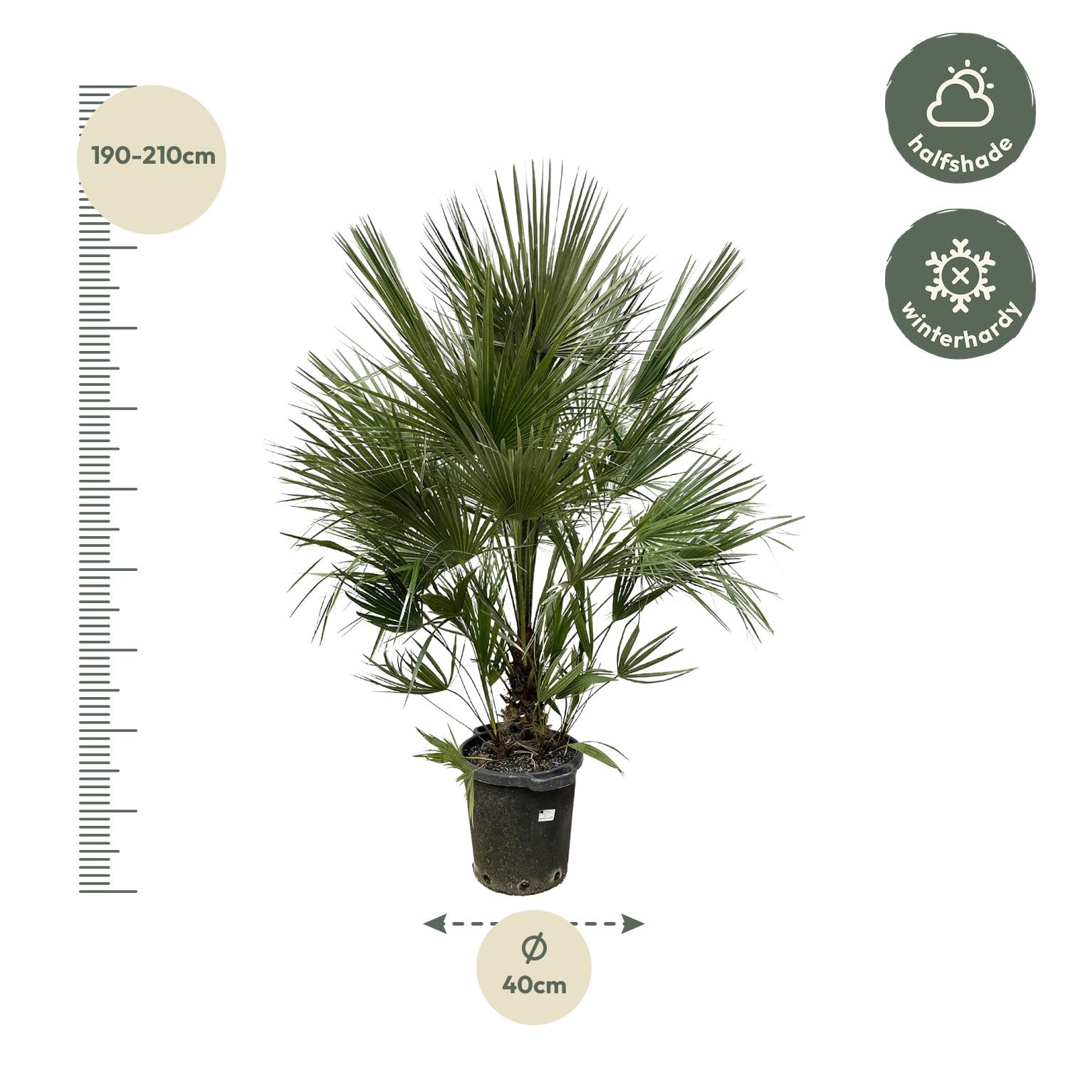 Chamaerops Humilis struik en pot Ø40cm. Plante verte type Chamaerops Humilis struik, livrée en pot, idéale pour intérieur lumineux. – Image 2