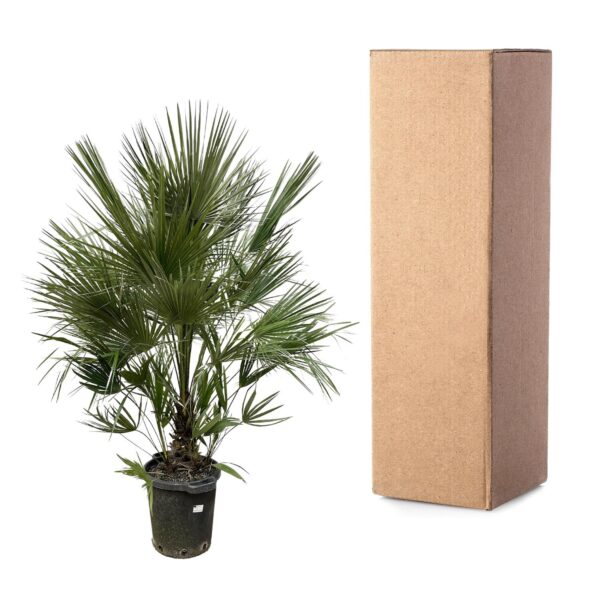 Chamaerops Humilis struik en pot Ø40cm. Plante verte type Chamaerops Humilis struik, livrée en pot, idéale pour intérieur lumineux. – Image 3