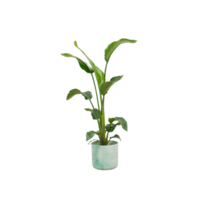 Combi deal en pot Ø22cm. Plante verte type Combi deal, livrée en pot, idéale pour intérieur lumineux.