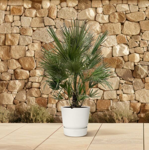 Chamaerops Humilis struik en pot Ø40cm. Plante verte type Chamaerops Humilis struik, livrée en pot, idéale pour intérieur lumineux. – Image 4