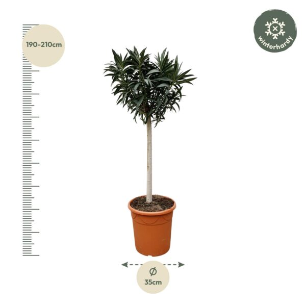 Nerium Oleander op stam met rode bloem en pot Ø35cm. Plante verte type Nerium Oleander op stam met rode bloem, livrée en pot, idéale pour intérieur lumineux. – Image 2