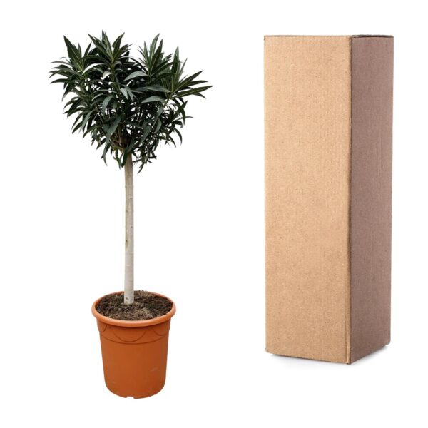 Nerium Oleander op stam met rode bloem en pot Ø35cm. Plante verte type Nerium Oleander op stam met rode bloem, livrée en pot, idéale pour intérieur lumineux. – Image 3