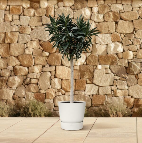 Nerium Oleander op stam met rode bloem en pot Ø35cm. Plante verte type Nerium Oleander op stam met rode bloem, livrée en pot, idéale pour intérieur lumineux. – Image 4