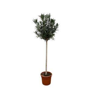 Nerium Oleander op stam met rode bloem en pot Ø40cm. Plante verte type Nerium Oleander op stam met rode bloem, livrée en pot, idéale pour intérieur lumineux.