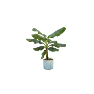 Combi deal en pot Ø22cm. Plante verte type Combi deal, livrée en pot, idéale pour intérieur lumineux.