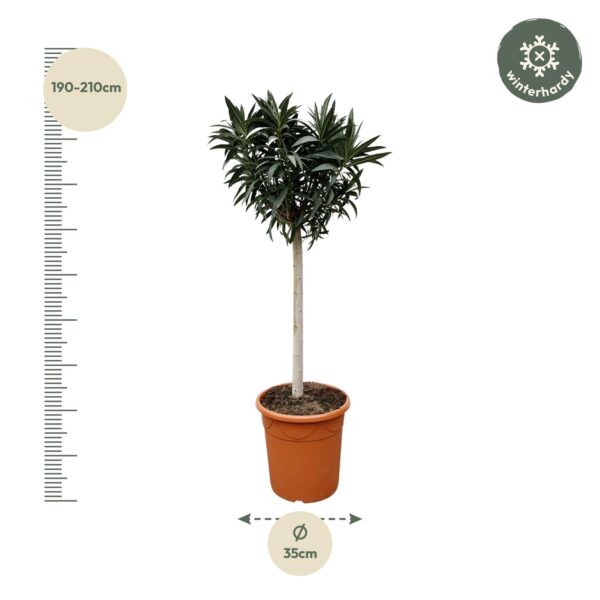 Nerium Oleander op stam met witte bloem en pot Ø35cm. Plante verte type Nerium Oleander op stam met witte bloem, livrée en pot, idéale pour intérieur lumineux. – Image 2