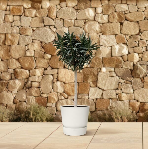 Nerium Oleander op stam met witte bloem en pot Ø35cm. Plante verte type Nerium Oleander op stam met witte bloem, livrée en pot, idéale pour intérieur lumineux. – Image 4