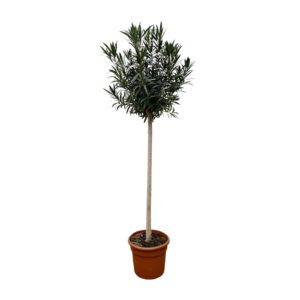 Nerium Oleander op stam met witte bloem en pot Ø40cm. Plante verte type Nerium Oleander op stam met witte bloem, livrée en pot, idéale pour intérieur lumineux.
