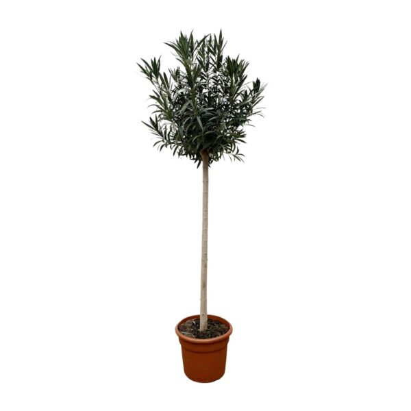 Nerium Oleander op stam met witte bloem en pot Ø40cm. Plante verte type Nerium Oleander op stam met witte bloem, livrée en pot, idéale pour intérieur lumineux.