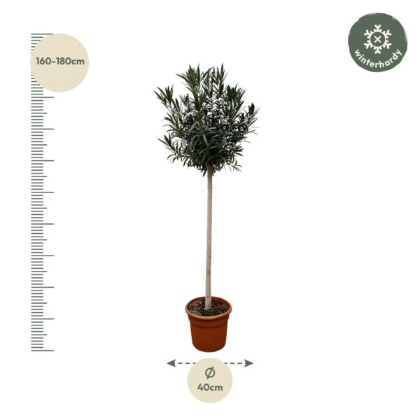 Nerium Oleander op stam met witte bloem en pot Ø40cm. Plante verte type Nerium Oleander op stam met witte bloem, livrée en pot, idéale pour intérieur lumineux. – Image 2